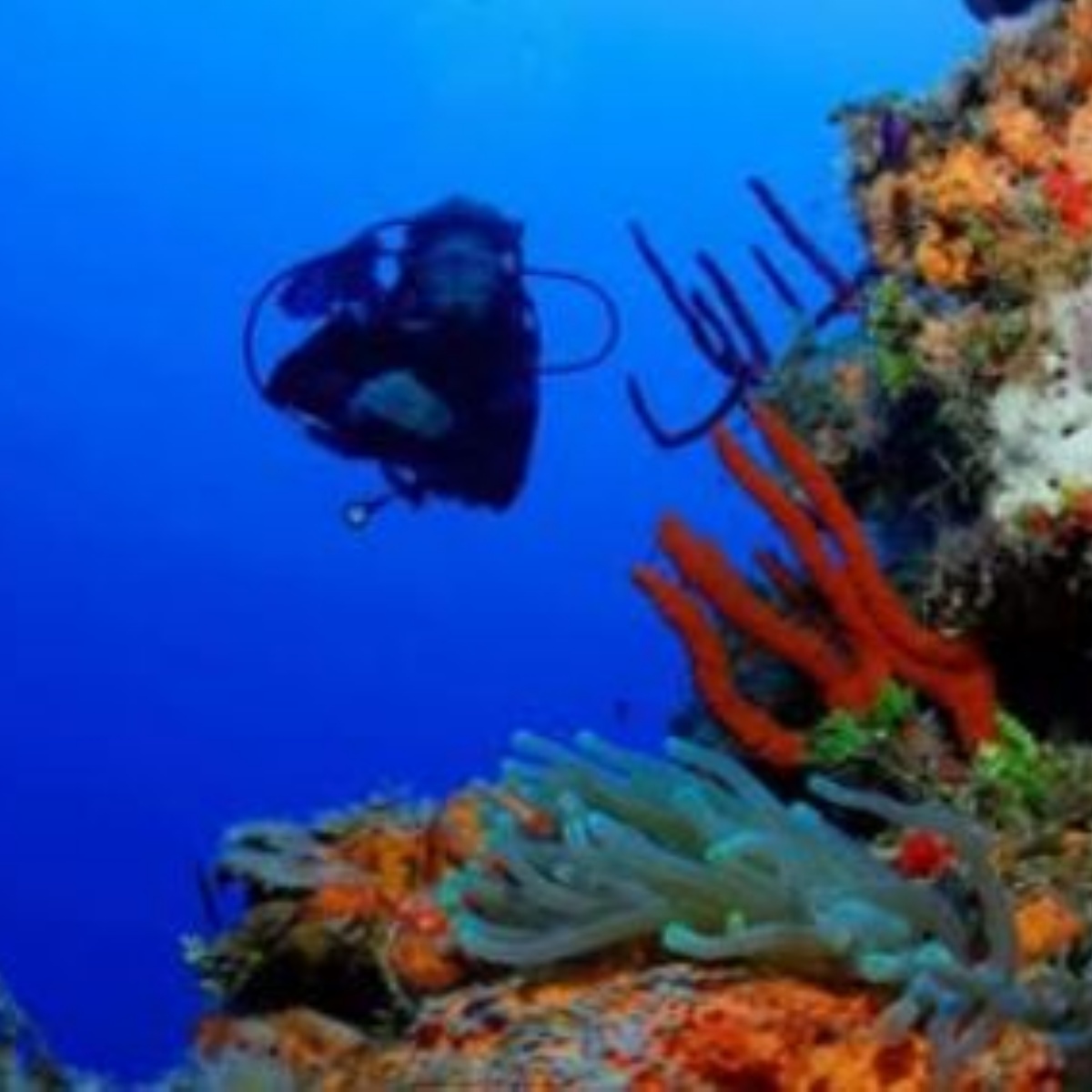 Inverness royal academy underwater photographer informative talk